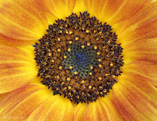 741079 (a): :2048x1576